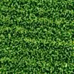 Non-Infill Grass